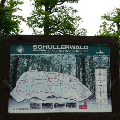 ISU transmiteRo-Alert ce recomandă precauțiilor în Schullerwald din cauza unui urs