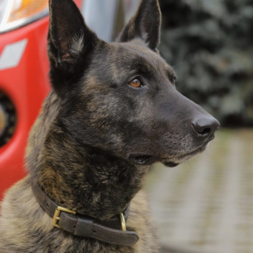 Câinii salvatori Tas și Nero, sărbătoriți la Salvamont Mureș pentru ziua internațională a câinilor de salvare