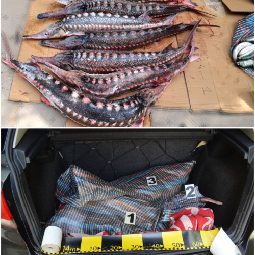 Transport ilegal de pește ocrotit de lege la Galați, un bărbat depistat de polițiști. Flagrant în timpul misiunii de combatere a braconajului piscicol.