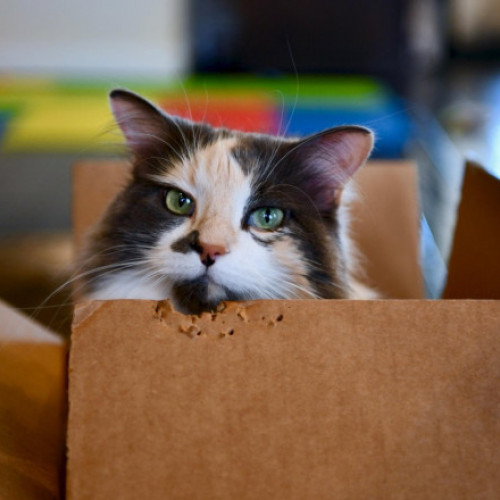 Pisică expedită din greșeală într-un colet de retur: proprietarii se reunesc după șase zile