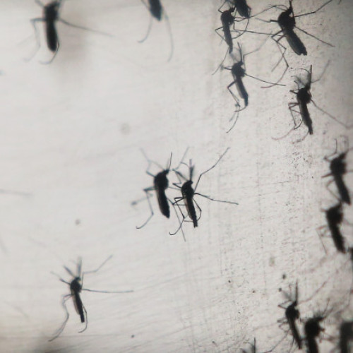 Experții avertizează: Mai mult de jumătate din populația lumii s-ar îmbolnăvi de malarie și febră dengue până la finalul secolului