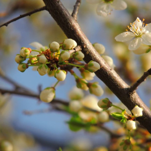 1,8 milioane de români sărbătoresc onomastica de Florii