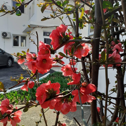 Program special al Centrului de Tranfuzie din Târgoviște pentru săptămâna minivacanței de Paști