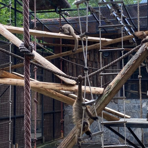 Grădina Zoologică din București găzduiește evenimentul "Picnic la Zoo" de 1 Mai - O zi plină de distracție și educație în familie! Copiii se pot bucura de jocuri, ateliere și activități în lumea fascinantă a animalelor. Vino între orele 10:00 și 14:00!