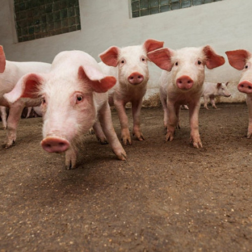 Alertă de focar de pestă porcină în județul Olt: Peste 11 mii de animale au fost sacrificate în localitatea Negreni