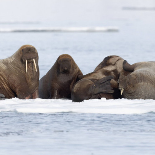 Primul caz de mortalitate la o morsă din cauza gripei aviare, înregistrat în Arctica
