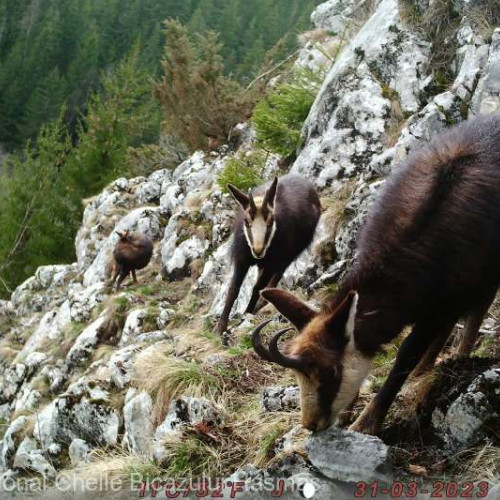 Începe evaluarea populaţiei de capre negre în Parcul Naţional Cheile Bicazului-Hăşmaş, în luna mai