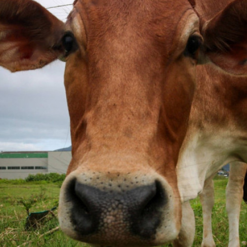 OMS avertizează: Există riscul ca gripa aviară să se răspândească la vacile din afara Statelor Unite