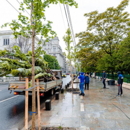 Plantare copaci in Parcul Cișmigiu pentru Coroana Verde: PMB planta 100 de arbori tineri, inclusiv Ginko Biloba si Liquidambar, prin initiativa Primarului Capitalei. Zonele Brezoianu si Schitu Măgureanu vor fi imbunatatite prin bugetare participativa.