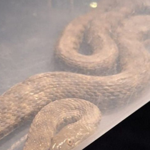 Familie din Mehedinți, panică după descoperirea unui șarpe în dormitor. Jandarmii l-au eliberat în natură.