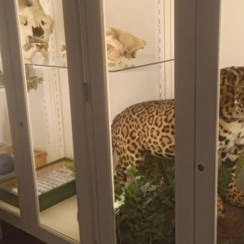 Grădina Zoologică din Târgu Mureș a deschis o expoziție inedită cu 200 de exponate împăiate în Sala educativă