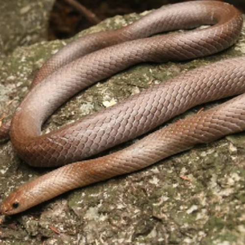 Descoperire uluitoare în Thailanda: Cercetătorii au găsit o nouă specie de șarpe cu dinți neobișnuiți