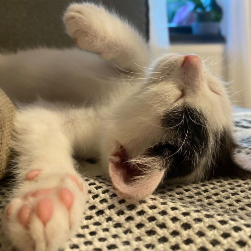 Dosarul în cazul pisicii străpunse cu săgeată, închis de autoritățile din Câmpeni