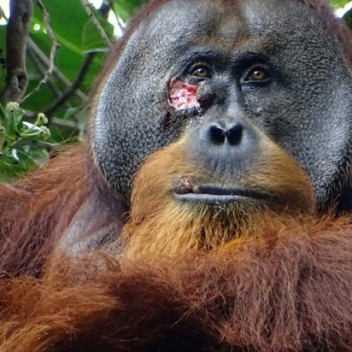 Un urangutan din Indonezia a fost surprins în timp ce folosea o plantă ca să-și trateze o rană: „După o lună era complet vindecat”