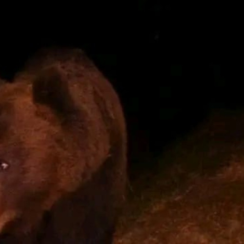 Urs văzut în Sebeș pe o stradă. Atentat de avertizare RO-ALERT la locuitori