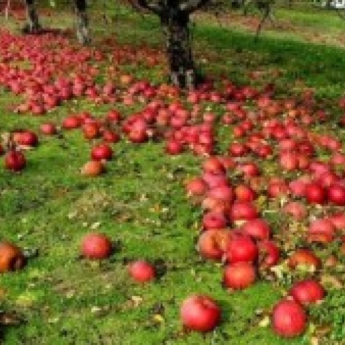 AFIR prelungeşte sesiunea de primire a cererilor de finanţare pentru exploataţii pomicole până la 31 mai