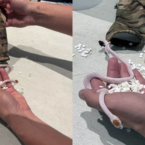 Un barbat descoperit cu doi serpi ascunsi in pantaloni"

Un pasager a fost oprit la un control de securitate din Florida pentru ca avea doi serpi clandestini in pantaloni