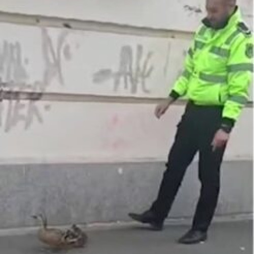 VIDEO Un agent de poliţie local din Cluj-Napoca ajută o familie de raţe să se întoarcă în apă