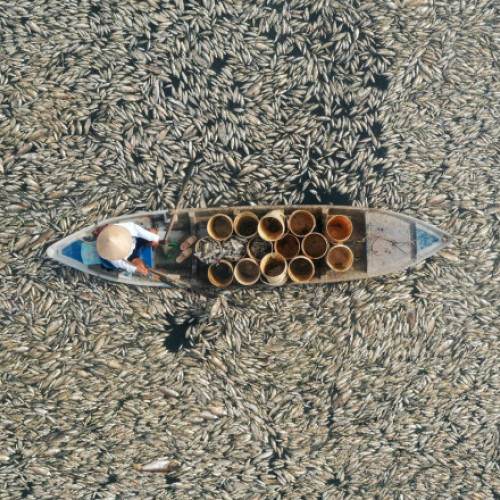 Galerie Foto Imagini greu de privit din Vietnam. Pescarii înaintează cu greu cu bărcile printre sute de mii de pești morți, pe sute de hectare