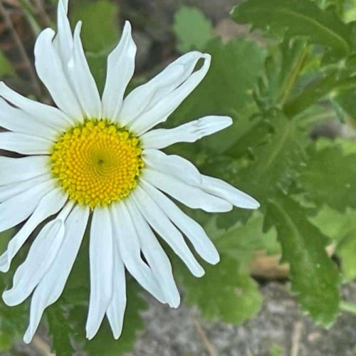 Beneficiile râsului pentru sănătate - Ziua mondială a râsului sărbătorită în stilul doctorului indian Madan Kataria