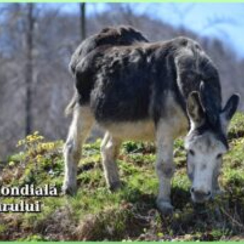 Ziua măgarilor sărbătorită la Zoo Brașov: ocazie de aducere în prim-plan a valorilor acestor animale