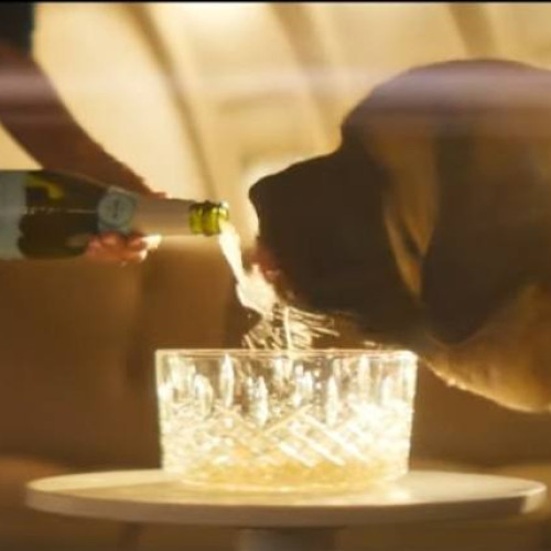 A apărut Bark Airlines - compania aeriană destinată călătoriilor împreună cu câinii de companie!