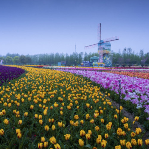 Chinezii, inspirați de Olanda, au decorat parcul din Dafeng cu lalele. Galerie foto parc Holland Flower.