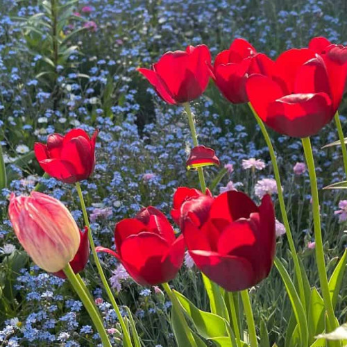 Prognoza meteo până în 3 iunie - ANM anunță temperaturi ridicate și ploi în mai multe regiuni. Vreme răcoroasă în această săptămână.