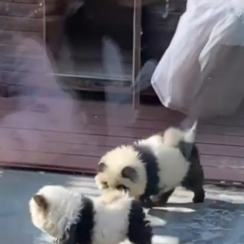 Un zoo din China a vopsit câțeluși în negru și alb, i-a prezentat ca „câini-panda” și i-a taxat cu 3 dolari pe vizitatorii creduli
