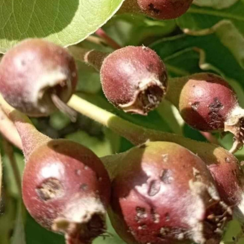 Efectele grindinei din prima zi de Paști deja vizibile în Valea Dâmboviței. Fermierii solicită protecție antigrindină