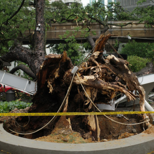 Tragedie în Kuala Lumpur: Persoană decedată și două rănite după cădere masivă de copac