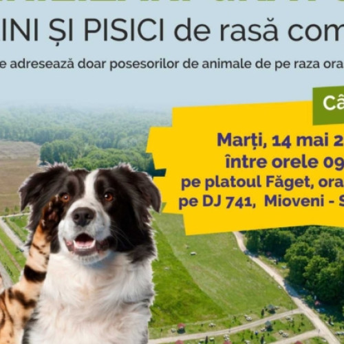 Campania de sterilizare gratuită la Mioveni: Câini și pisici beneficiari! Află când!