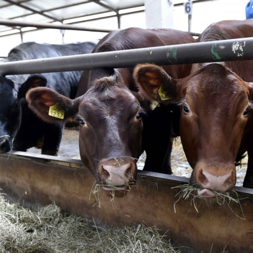 Vecinul obligat să plătească despăgubiri pentru pagubele cauzate de turma sa de vaci