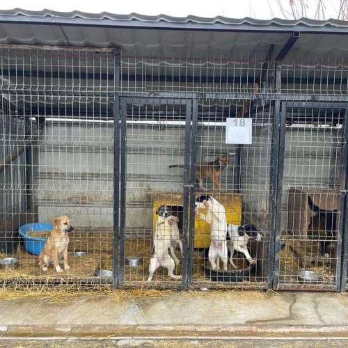 Campanie Gratuită de Sterilizare a Câinilor din Alba Iulia: Cerere și Detalii pentru Proprietarii de Animale