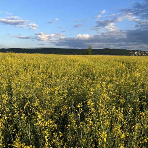 10% din agricultura Mureșului suferă din cauza secetei