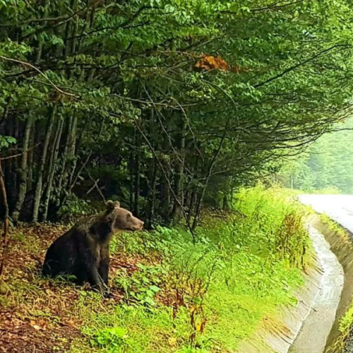 21 Alerte de Prezența Urșilor in Harghita în Minivacanța de Sărbători, Jandarmii Iau Măsuri. Animalele alungate în 6 cazuri, extrase în 3 localități și apeluri la 112 în tot anul.