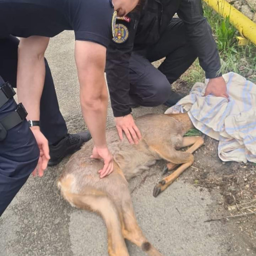 Căprioară rătăcită pe stradă din Braşov, salvată de jandarmi