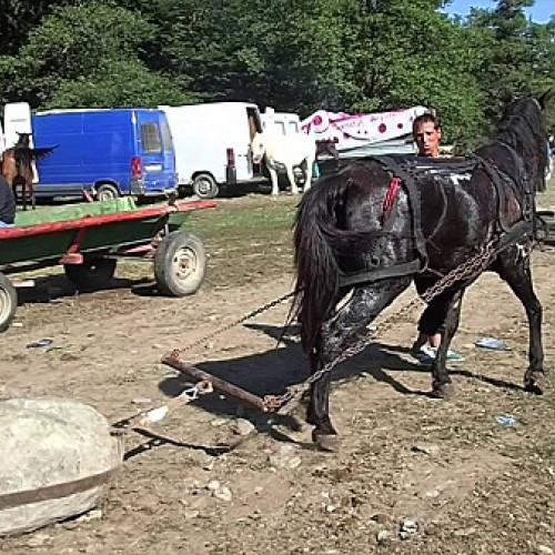 Amendă pentru vânzătorii de cai la târgul din Beltiug: controale riguroase de către Poliția Animalelor