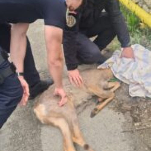 Pui de căprioară rănit, salvat de jandarmii din Brașov. Animal găsit pe strada Hărmanului