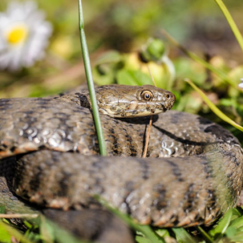 Reptile salvate din locuinţa unui bărbat decedat în Drobeta Turnu Severin