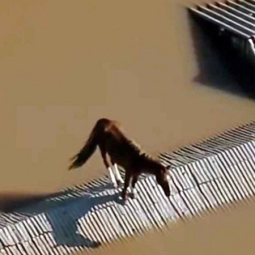 Cal blocat pe acoperiş, salvat de echipele de intervenție în Brazilia