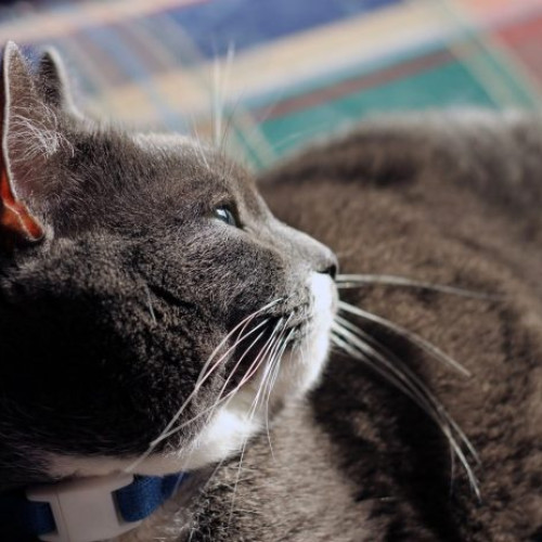 SofistiCAT - Salonul Felin Internaţional Bucureşti, ediţia de primavară, are loc în acest weekend la Sala Palatului