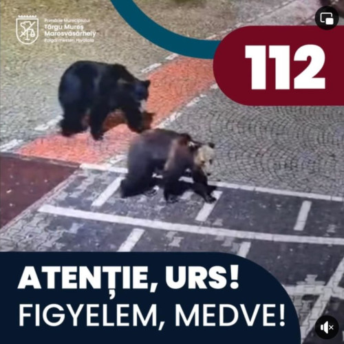Atenționare pentru locuitorii din Târgu Mureș! Ursul de la Platoul Cornești încă a scăpat de captură