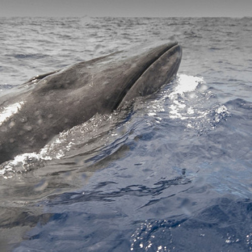 Balenele Sei, dispărute de 100 de ani, reapar în largul coastelor Patagoniei