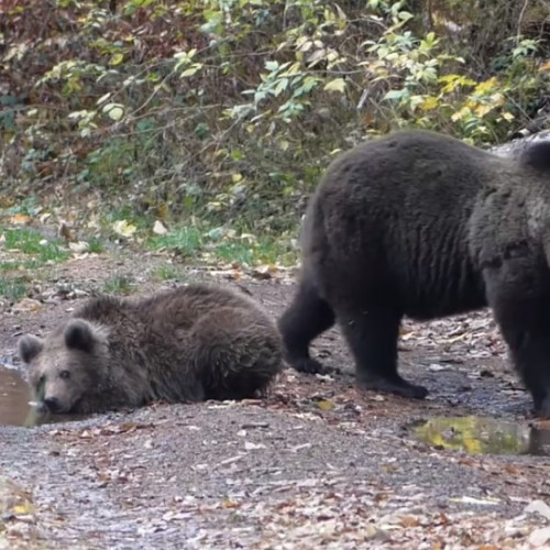 Alertă urși în Harghita: Populația avertizată prin patru mesaje Ro-Alert