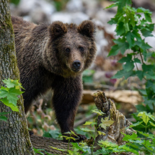 Alertă în Pitești: Un urs, căutat de autorități. Emis mesaj RO-Alert