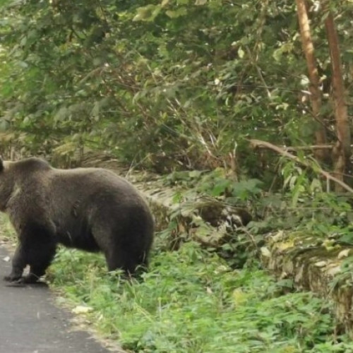 Comitetul Local pentru Situații de Urgență convocat în Pitești, după ce a fost văzut un urs în oraș!