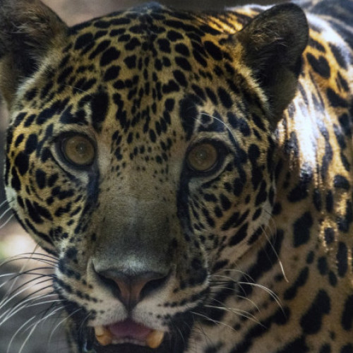 Ultimele grădini zoologice din Costa Rica închise, animalele transferate în centre de salvare