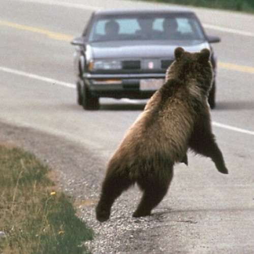 Urs surprins pe A1 în Pitești! Video îngrozitor cu animalul printre șoferi și locuitori!