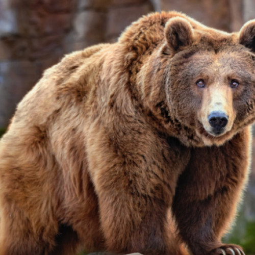 Alertă în Pitești! Lunca Argeșului rămâne în pericol! Jandarmi și polițiști mobilizați în zonă! CITEȘTE acum și despre extinderea TRANSPORTULUI METROPOLITAN în apropiere de Pitești!